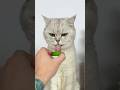 Thank you cat#shorts #cats P65