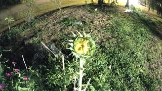 Time lapse. Sunflower and Zinnia flower.