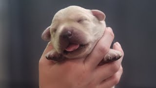 How to Make a Life-Saving Puppy Milk Recipe in Minutes! by Puppy Steps Puppy Training 353 views 1 year ago 4 minutes, 26 seconds