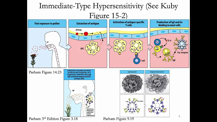 Immunology Fall 2019 Lecture 29: Hypersensitivity (Allergy) 1