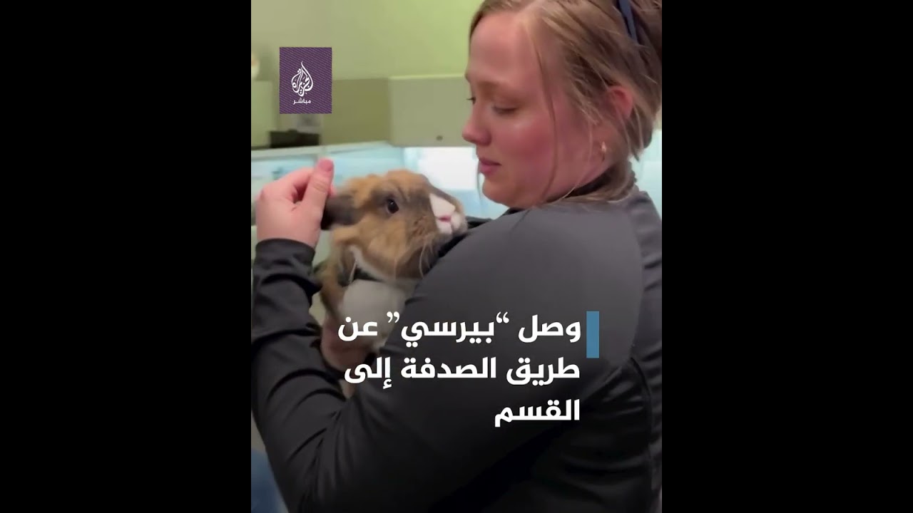 أرنب برتبة ضابط أمريكي! 🐇