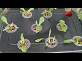 Home made deep water system  hydroponic garden for beginner