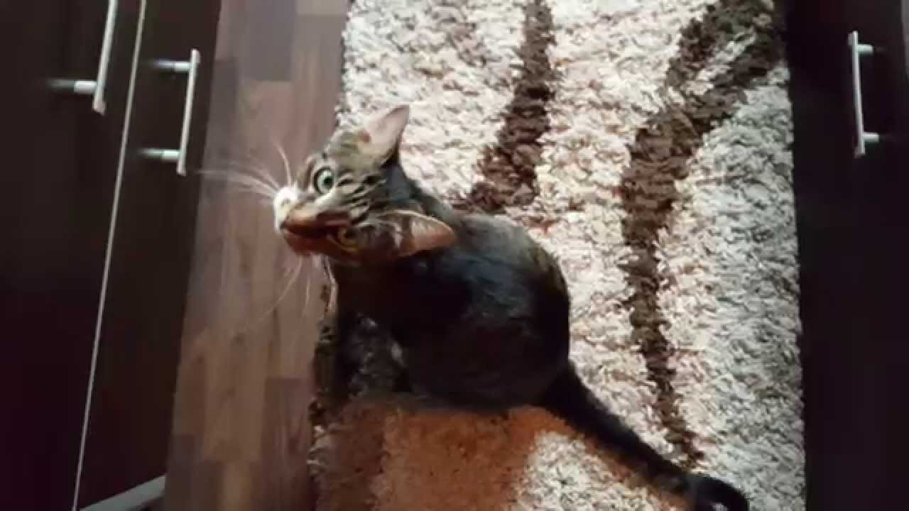 Vlog Infinit Surpriza Din Dulap Max Si Pisica Miau Miau