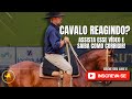 Exerccio para cavalos com reaes