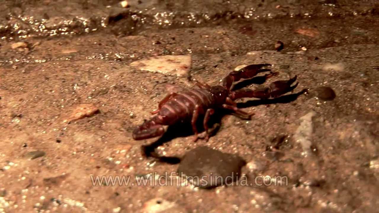 Scorpions in the dark