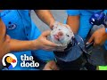 Puppy Stuck In Pipe Waits While Rescuers Cut Around Him | The Dodo