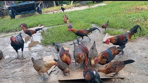 Nyob zoo os los saib kuv pub qaib dib os zoo nkauj 14/7/25