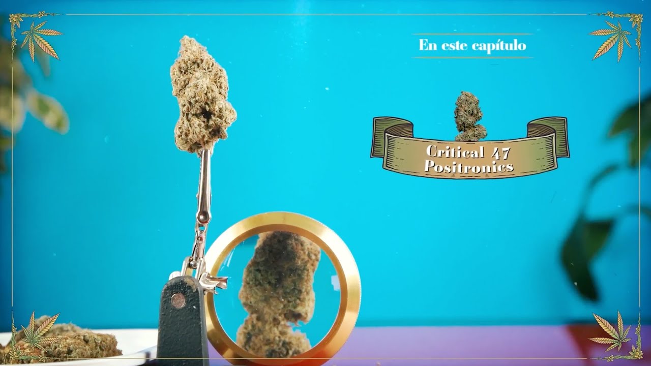 Cata de Critical#47🌱