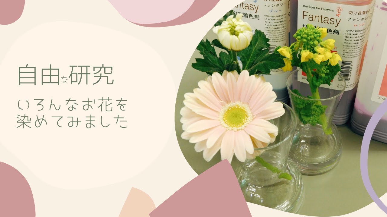 自由研究 いろんな色の花を染色してみた Youtube 自由研究 いろんな色の花を染色してみた Youtube