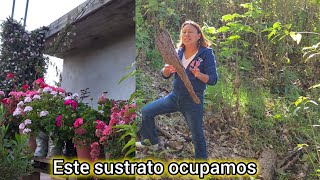 If you want to have beautiful plants this is the perfect leaf mold beautiful nature