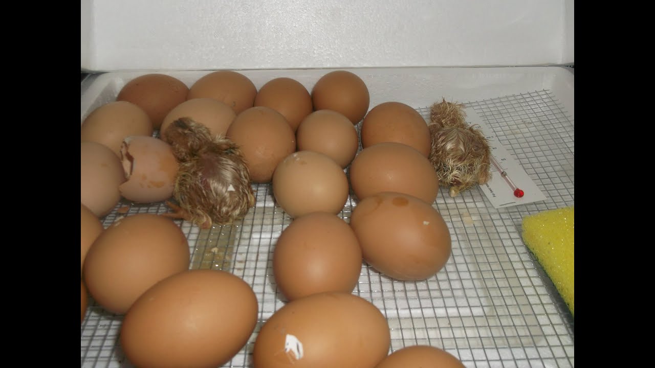 Incubating Basics Part 3 - YouTube Zion Acre