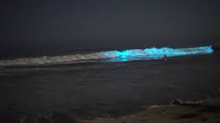 Bioluminescent Waves at Moonlight Beach | PyroDino Magic under the Full Moon