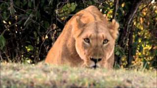 Grasslands: Stealing meat from the mouths of lions | Human Planet