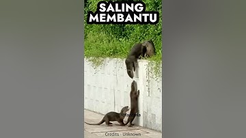 Berang berang saling bantu  #shorts #animals #viral #otter #berangberang