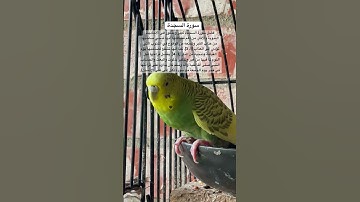 #سورة_السجدة #قرآن #عبدالباسط_عبدالصمد #مصر #العراق #طيور #quran #birds #budgies #explore #america