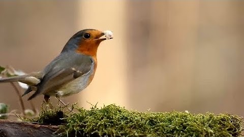 bird animation by unreal engine 5