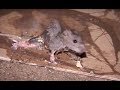 Prolifération de rats à Paris : la vidéo choc