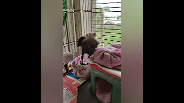 Найдёныш Клёпа. Птенец коростеля. #shorts