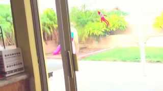 Elf on a shelf flies away