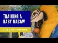 TRAINING ROUTINE FOR OUR BABY BLUE AND GOLD MACAW 🦜 | SHELBY THE MACAW