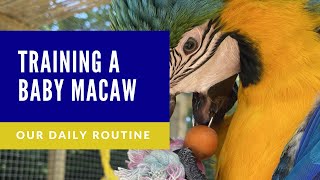 TRAINING ROUTINE FOR OUR BABY BLUE AND GOLD MACAW  | SHELBY THE MACAW