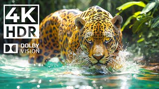 WORLD OF DOLBY VISION 4K HDR | with cinematic sounds (Animal Colorful Life)