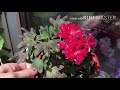 Корни за 4 дня! Мое Открытие. Покупки пеларгоний, цветущие стрептокарпусы. Июнь 2020