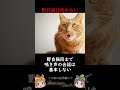 近年解明されたばかりの猫の秘密3選 #shorts