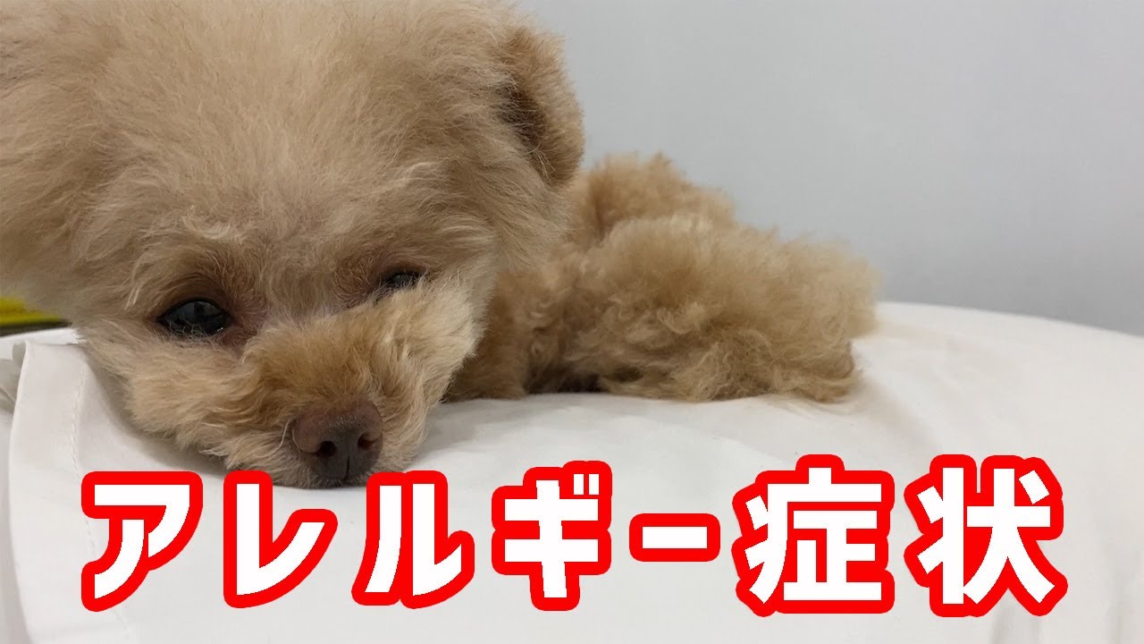 アレルギーで呼吸が辛すぎる トイプードル 癒しの犬動画