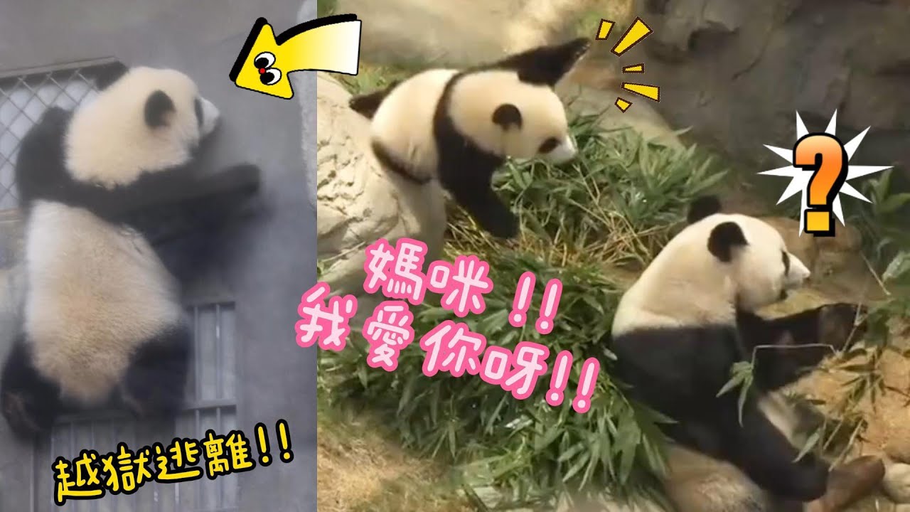 家姐愛媽咪愛到要越獄,家姐細佬一歲生日丨香港大熊貓,家姐細佬,加加得得,盈盈樂樂,安安可可丨香港旅遊