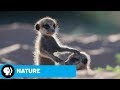 Animal Perspectives in Documentary Series