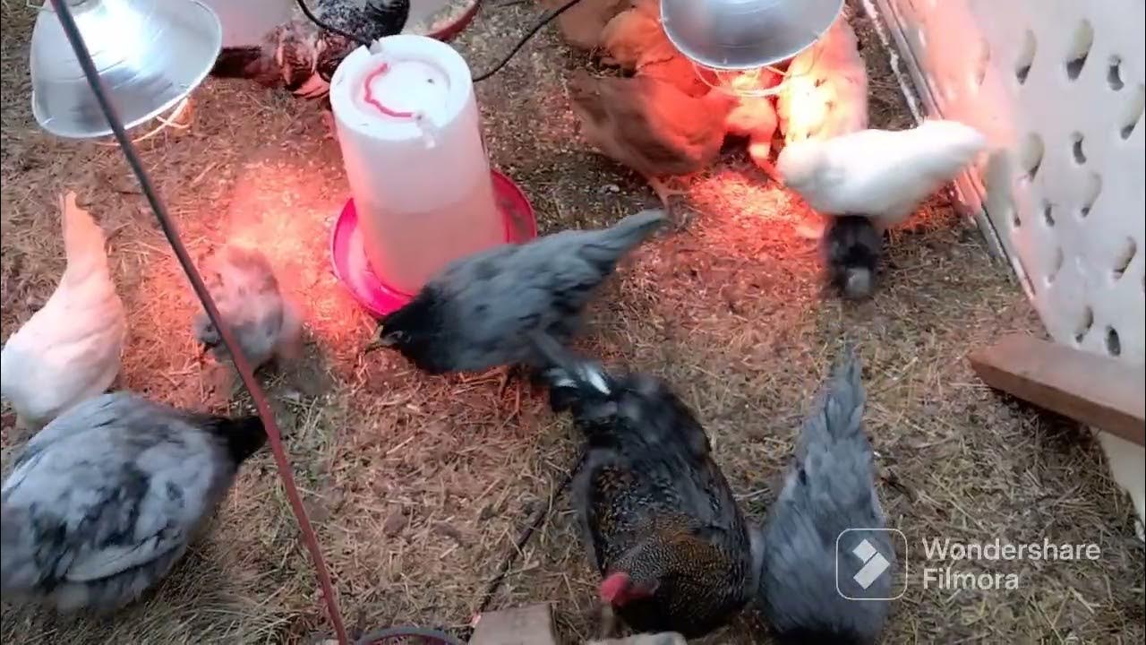 Having chickens relaxing to watch my sister having a little runt