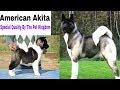 Akita puppy || Best Quality Breed Information || Doggies Divine
