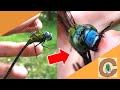 Bit by a GIANT Dragonfly! - Catching Florida Dragonflies