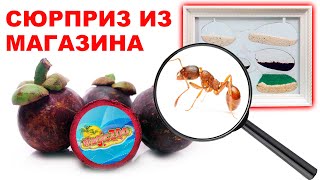 Муравьиная ферма своими руками. Формикарий для муравьев из фоторамки | ant farm diy.