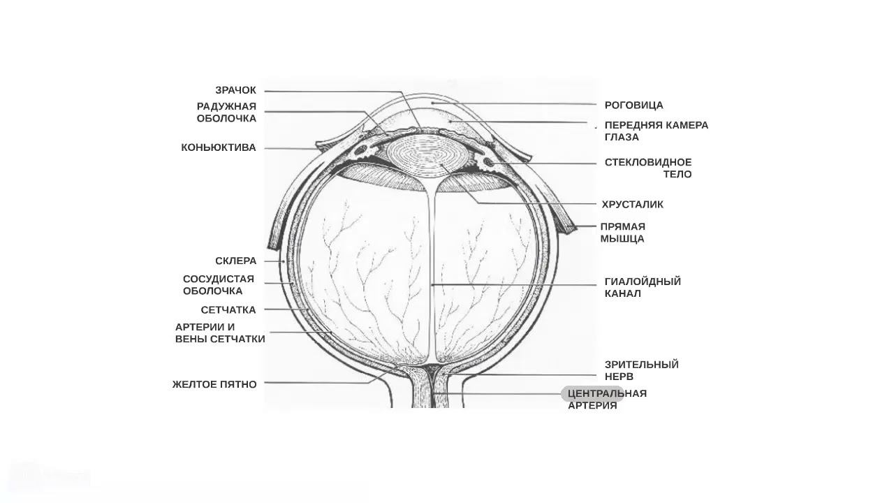 Каким номером на рисунке обозначена сетчатка