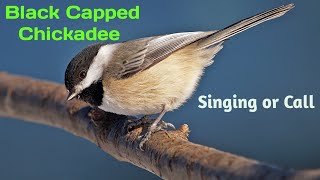 Black Capped Chickadee Bird Call,Black Capped Chickadee Singing #birds #birdsounds #birdslover