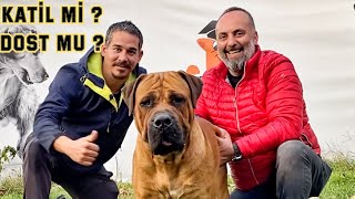 BU KÖPEKLER TEHLİKELİ Mİ ? YOKSA İYİ BİR BEKÇİ KÖPEĞİ Mİ ? BOERBOEL HAKKINDA BİLİNMEYENLER