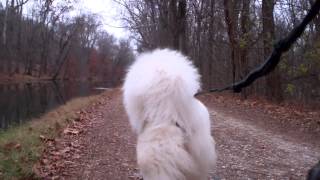 Dogscootering:  Irish-Harry-Charlotte by SamoyedMoms 1,209 views 10 years ago 20 minutes
