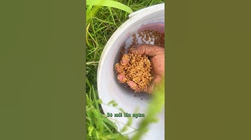 Cách đặt bẫy cá rô đồng chi tiết #shorts #shorts