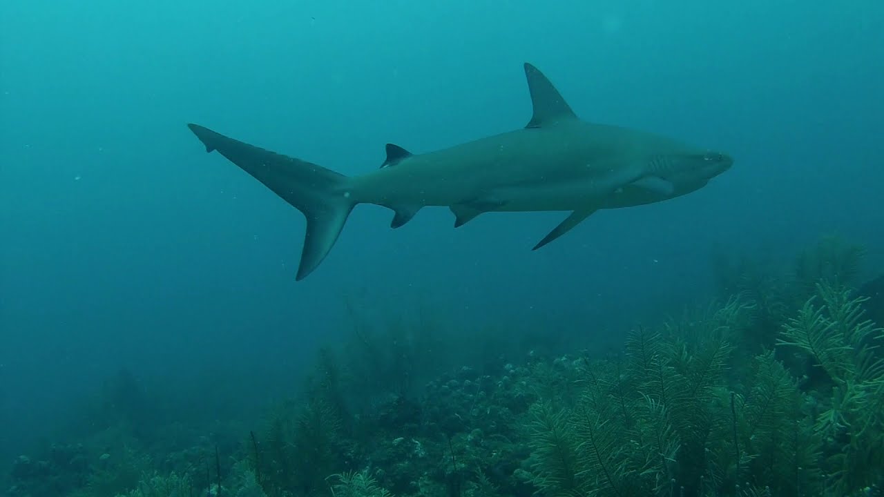 2018 SCUBA St. Kitts Diving