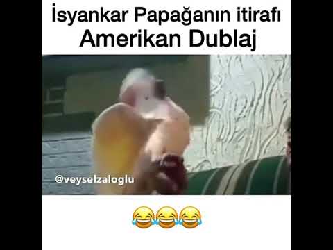 İsyankâr Papağan İtirafı - Amerikan Dublaj