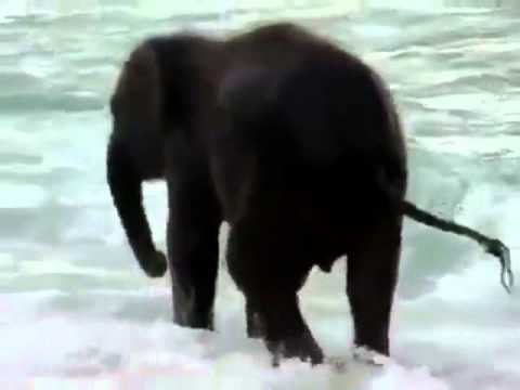 Video: Når Elefanter Henrettes - Alternativ Visning