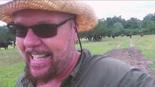 Lost cattle in the rain and angry horses by 1000YearHomes 124 views 5 days ago 5 minutes, 44 seconds