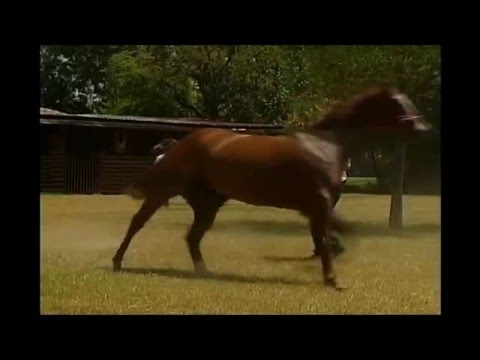 Carreras de caballos cuadra piedreros