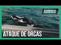 Veleiro de casal de brasileiros é atacado por um grupo de orcas no litoral de Portugal