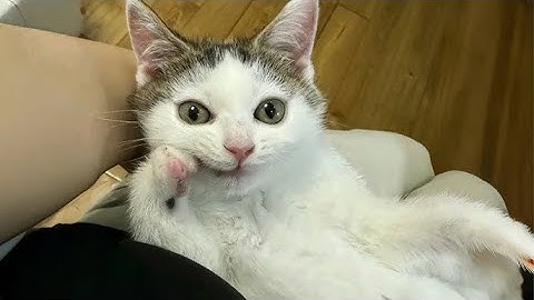"Toen de kat parkour probeerde... en faalde 😂🐾"