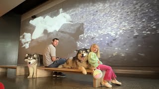 We Take Our Dogs To The Cinema!