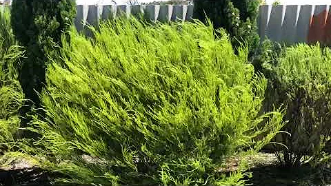 How to - trim a diosma hedge with an electric hedg...