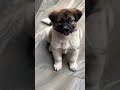 Dog #shorts #shortsfeed #trending #funny #viral #youtubeshorts #funny #love #life #song #dog #puppy